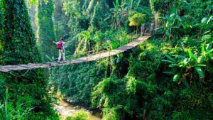 Wooden footbridge stretching over a clear creek surrounded by dense tropical rainforest.