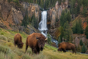 Tower Fall – Yellowstone’s Classic Waterfall 6 American bison grazing in a grassy Yellowstone landscape with Tower Fall, rugged volcanic cliffs, and evergreen forests in the background.