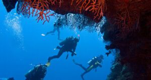 Holiday 2025 🌴🤿 Sharm El-Sheikh: White Island & Ras Mohammed Snorkel Adventure