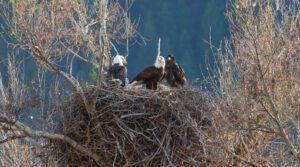 Hayden Valley – Yellowstone’s Wildlife Paradise 4 Three bald eagles perched in a large nest high in the trees.