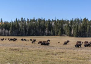 Kaibab National Forest – Explore Arizona’s Scenic Wilderness 1 A grassy field with buffalo grazing, surrounded by a forest in the background.