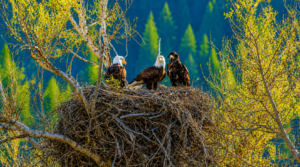 Two adult bald eagles and a juvenile stand together in a large nest high among trees in Yellowstone National Park, surrounded by vibrant spring foliage with a forested mountain backdrop.