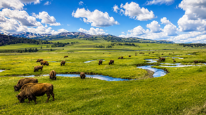 Sunlit Yellowstone valley with grazing bison, winding river streams, rolling green meadows, and distant snow-capped mountains beneath a bright partly cloudy sky.