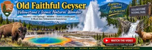 Old Faithful Geyser erupting in Yellowstone National Park with colorful hot springs, steaming fumaroles, bison, elk, mountain scenery, and Upper Geyser Basin views.