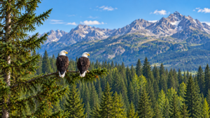 Two bald eagles perched on an evergreen branch overlooking a dense pine forest and rugged mountain peaks.