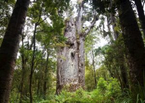 8002271 kauri trees waipoua forest