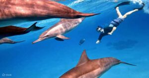Snorkelers floating above the crystal-clear waters of Sha’ab Samadai near Port Ghalib, with playful spinner dolphins visible in the lagoon and colorful coral reefs below.