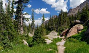 Forest landscape with large boulders and mountains in the background.