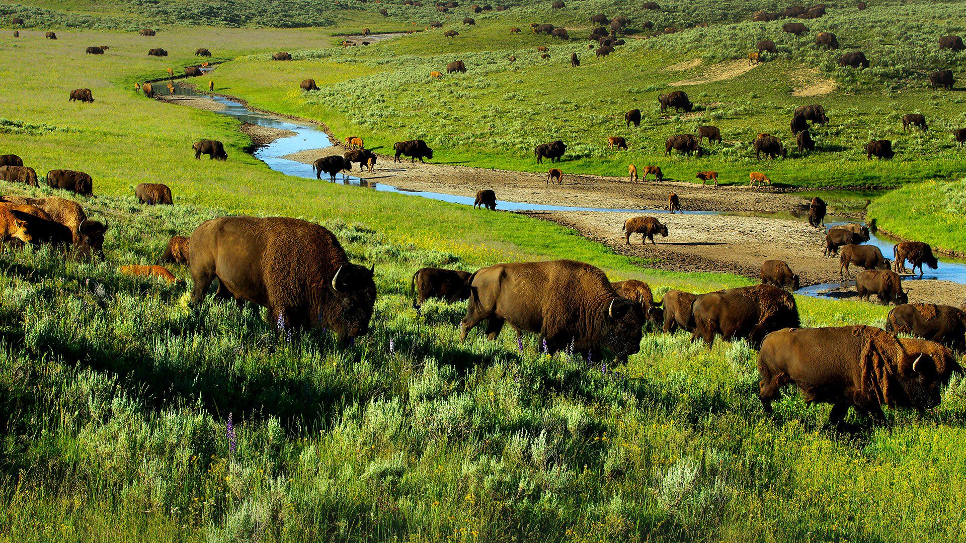 Hayden Valley Yellowstone s Wildlife Paradise 