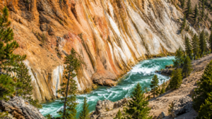 Turquoise river rushing through a rugged Yellowstone canyon with colorful rock walls, evergreen trees, and dramatic wilderness scenery beneath bright sunlight.