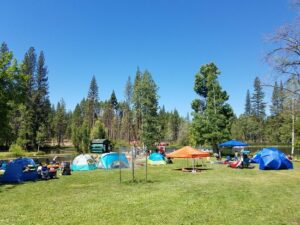 Several tents set up in a grassy field with a forest in the background.