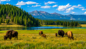 A colorful landscape of Hayden Valley in Yellowstone National Park featuring a herd of American bison grazing beside the Yellowstone River, with lush green meadows, evergreen forests, rugged mountain peaks, and a bright blue sky filled with white clouds.
