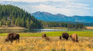 Hayden Valley – Yellowstone’s Wildlife Paradise 3 Several buffalo grazing on a small hill with a river visible in the distance.