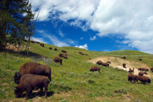 A large herd of American bison grazes across the rolling hills of Hayden Valley in Yellowstone National Park beneath a bright blue sky with dramatic white clouds. The open grasslands provide one of the park's premier wildlife viewing areas.