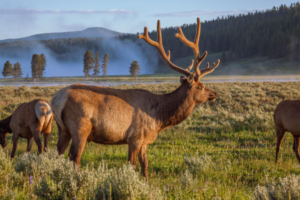 Bull elk standing in the open grasslands of Hayden Valley in Yellowstone National Park with morning mist, evergreen forests, and distant hills in the background.