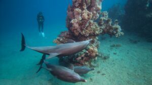 Scuba diver swimming alongside three playful dolphins in crystal-clear waters — a magical holiday experience 🌊✨