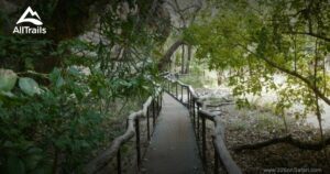 A forest trail with guided rails winding through lush trees.