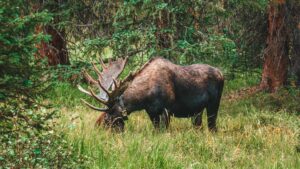 Bull moose with broad antlers grazing in tall grass among dense evergreen trees.