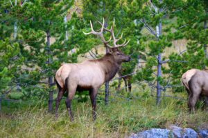 Bull elk with large antlers standing among pine trees in a forested Yellowstone landscape.