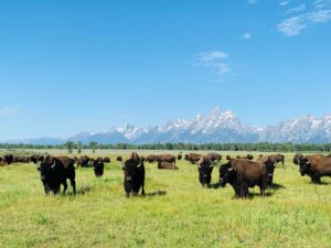 Herd of American bison grazing in a wide green valley with rugged mountains rising in the background.