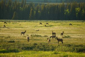 Herd of elk grazing across a sunlit meadow surrounded by evergreen forest in Yellowstone National Park.
