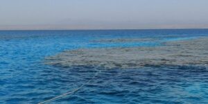 Snorkelers and divers exploring the crescent-shaped Sha’ab Samadai Reef, with spinner dolphins swimming in the clear Red Sea waters near Marsa Alam, Egypt.