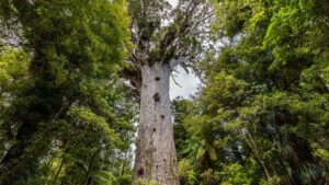 Dense forest filled with tall trees, green vegetation, and lush undergrowth.