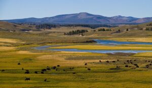 Hayden Valley – Yellowstone’s Wildlife Paradise 1 Buffalo grazing near a river on the flatlands of Lamar Valley and Hayden Valley, Yellowstone.