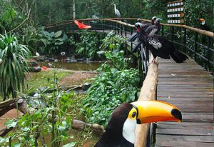 Colorful parrots perched on a wooden bridge surrounded by lush rainforest near Iguazú Falls