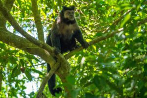 Monkey lounging on a tree branch surrounded by dense rainforest foliage