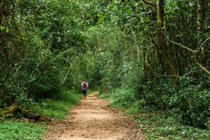 Person walking along a winding path through a lush, dense rainforest.