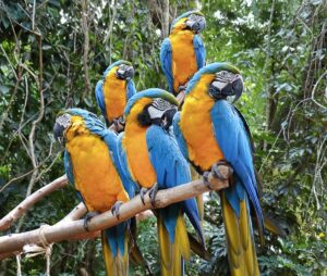 Five colorful parrots perched on tree branches in a dense rainforest.