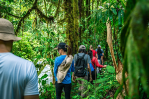 Several people hiking along a trail through dense tropical rainforest vegetation in South America, surrounded by lush green trees and plants.