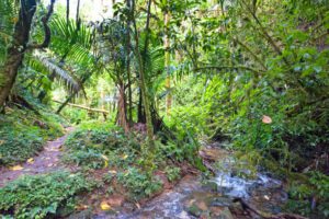 A narrow trail running parallel to a creek through dense tropical rainforest, surrounded by lush green vegetation and thick jungle.