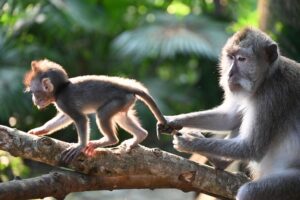 Two monkeys, an adult and a juvenile, sitting on a tree branch in a dense rainforest.