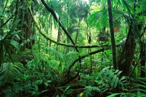 Lush green rainforest with dense vegetation and sunlight filtering through the canopy.