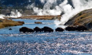 Several bison crossing a river in Yellowstone National Park with geysers steaming in the background and natural landscape surroundings