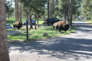 Bison walking through a Yellowstone National Park campground near tents, RVs, and campsites surrounded by pine trees, demonstrating the importance of wildlife awareness while camping.