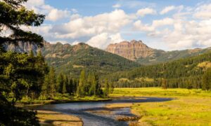 River flowing through a grassy field with forest and mountains in the background in Yellowstone National Park under a clear sky