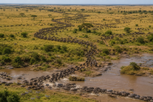 Aerial view of the Great Migration with wildebeest and zebras crossing a river in East Africa