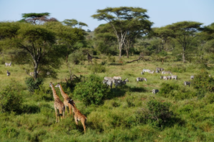 Giraffes and zebras roaming the Serengeti grasslands in Tanzania