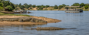 🌊 East Africa River Safaris – Wildlife, Boat Adventures & Scenic Waterways 9 Nile crocodiles along an East African river, with one large crocodile resting on a sandy riverbank and another partially submerged in the water as a safari boat observes from a safe distance.