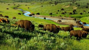 Large herd of American bison grazing across the lush grasslands of Hayden Valley with a winding river flowing through Yellowstone National Park.