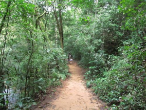 Rio’s Beaches, Coastal Trails & Outdoor Adventures 16 : Narrow hiking trail winding through dense tropical forest vegetation in Rio de Janeiro, Brazil.