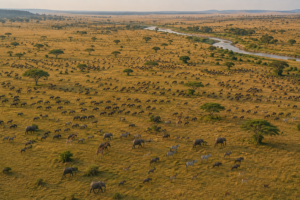 Aerial view of East African savanna with wildebeest, zebras, elephants and giraffes near a winding river