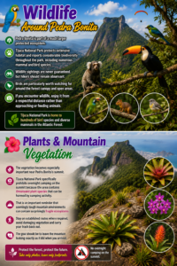 ⛰️ Pedra Bonita – Hiking, Mountain Views & Paragliding Above Rio 11 Wildlife and mountain vegetation around Pedra Bonita featuring tropical birds, Atlantic Forest animals, bromeliads, flowers and lush mountain habitat in Tijuca National Park.
