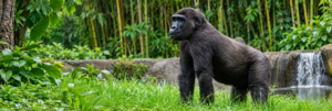 🌊 West & Central Africa River Safaris – Wildlife, Boat Adventures & Scenic Waterways 5 Western lowland gorilla standing in lush green vegetation, representing the gorilla wildlife found in the tropical forests of Gabon and Central Africa.