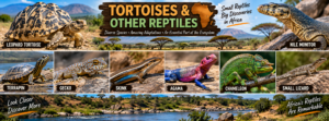 African reptiles collage featuring a leopard tortoise, terrapin, gecko, skink, colorful agama, chameleon, monitor lizard, and other small lizards in diverse habitats.