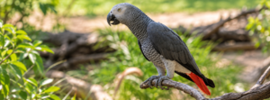African grey parrot perched on a branch displaying its grey plumage and distinctive bright red tail.