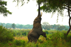 🚙 West & Central Africa Ground Safaris – 4×4 Adventures, Walking Safaris & Wildlife Exploration 8 African elephant reaching into a tree in the savanna landscape of Mole National Park, Ghana